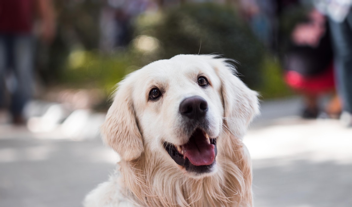 A kutya köhögése: lehetséges kiváltó tényezők és tippek a kezeléshez